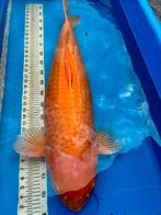 Karashigoi Koi 89cm, Dieren en Toebehoren, Karper of Koi