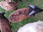 Ouessant rammen, Dieren en Toebehoren, Mannelijk, Schaap, 0 tot 2 jaar