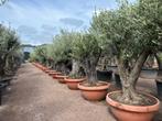 Olijfboom / Olijfbomen te koop met 70/90 cm stamomtrek deco, In pot, Olijfboom, Zomer, Volle zon