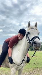 Wij zoeken een verzorg pony in de buurt van Veghel!, Ophalen of Verzenden