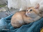 Britshe korthaar Kittens, Dieren en Toebehoren, Katten en Kittens | Raskatten | Korthaar, Meerdere dieren, Ontwormd