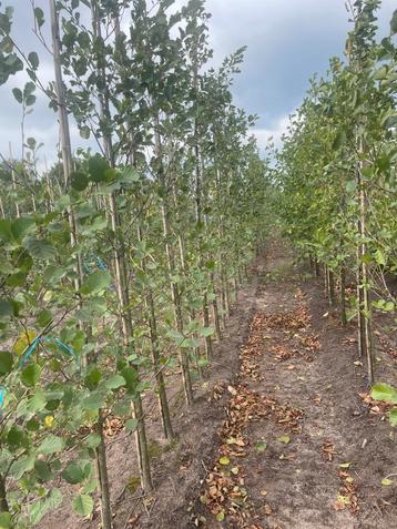 Elzen. Berken . Knotwilg . Ginkgo. Acer rubrum beschikbaar voor biedingen