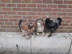 Trio Brahma groot, Dieren en Toebehoren, Meerdere dieren, Kip