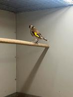 Bloemputter Pop + DNA, Vrouwelijk, Wildzangvogel, Geringd