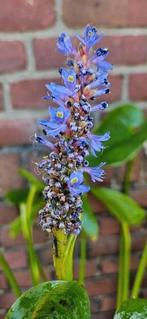 Pontederia cordata, moerashyacint, snoekkruid vijver moeras, Ophalen, Zomer, Volle zon