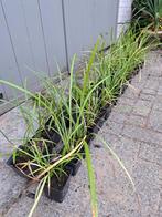 Liriope Royal Purple, Ophalen of Verzenden, Overige soorten, Volle zon