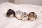 Dwerghamsters lief, handtam en kindvriendelijk, Dieren en Toebehoren, Knaagdieren, Hamster, November, Meerdere dieren, Tam
