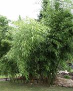 Phyllostachys Vivax McClure | Snelgroeiende Reuzenbamboe, In pot, Bloeit niet, Halfschaduw, 400 cm of meer