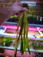 Vallisneria gigantea, Dieren en Toebehoren, Vissen | Aquaria en Toebehoren, Ophalen of Verzenden, Nieuw, Plant(en), Steen of Hout