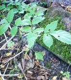 walnoot hazelaar boompjes kastanje hazelnoten voedselbos, Minder dan 100 cm, Ophalen of Verzenden, Walnotenboom, In pot