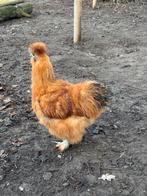 Usa zijdehoen haan, Mannelijk, Kip