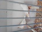 Te koop koppel zebravinken 2, Dieren en Toebehoren, Meerdere dieren