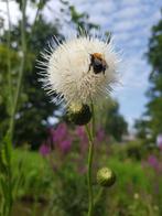 zaden van de Serratula Bulgarica, Ophalen of Verzenden, Voorjaar, Volle zon, Zaad