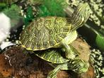 Baby Waterschildpad | Pseudemys Concinna Hieroglyphica, Dieren en Toebehoren, Reptielen en Amfibieën, 0 tot 2 jaar, Schildpad