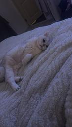 Liefdevol thuis gezocht voor aanhankelijke britse korthaar, Dieren en Toebehoren, Katten en Kittens | Overige Katten, Kater