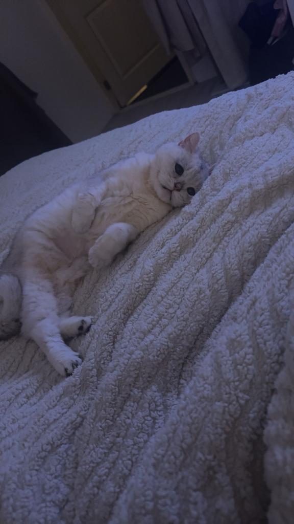 Liefdevol thuis gezocht voor aanhankelijke britse korthaar, Dieren en Toebehoren, Katten en Kittens | Overige Katten, Kater