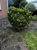 Mooie oude conifeer te koop, Tuin en Terras, Planten | Struiken en Hagen, Ophalen of Verzenden, Conifeer, 100 tot 250 cm