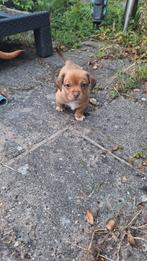 2 hartendiefjes zijn op zoek naar een heel lief baasje, Rabiës (hondsdolheid), Overige rassen, 8 tot 15 weken, Meerdere