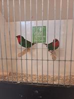 Koppel roodkop papegaai amadines, Dieren en Toebehoren, Meerdere dieren, Tropenvogel