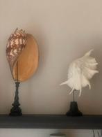 Melo Amphora & SpiderShell uit Madagascar, Ophalen of Verzenden, Zo goed als nieuw