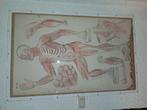 Anatomie grote historische posters, Ophalen