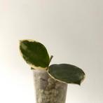 Gewortelde kamerplant stek - Hoya Australis Albomarginata, Ophalen of Verzenden, Overige soorten, Minder dan 100 cm
