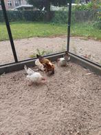 Serama hen en haan, Dieren en Toebehoren, Pluimvee, Meerdere dieren, Kip