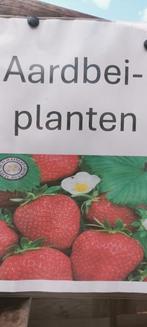 Aardbeien planten, Tuin en Terras, Planten | Tuinplanten, Ophalen, Vaste plant, Fruitplanten, Volle zon