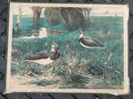 Kievit, Antiek en Kunst, Antiek | Schoolplaten, Ophalen of Verzenden, Natuur en Biologie
