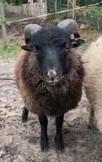 Bonte Ouessant ram met eventueel moeder, Dieren en Toebehoren, Schapen, Geiten en Varkens, Meerdere dieren, Schaap