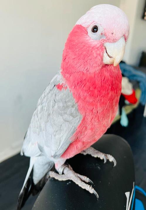 Handtamme super lieve rose kaketoe te koop!, Dieren en Toebehoren, Vogels | Parkieten en Papegaaien, Papegaai, Mannelijk, Tam
