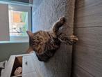 Herplaatsing lieve Mainecoon 2 jaar oud., Dieren en Toebehoren, Katten en Kittens | Raskatten | Langhaar, Poes, Gechipt, 0 tot 2 jaar
