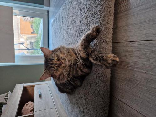 Herplaatsing lieve Mainecoon 2 jaar oud., Dieren en Toebehoren, Katten en Kittens | Raskatten | Langhaar, Poes, 0 tot 2 jaar, Gechipt