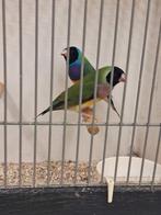 Goulds amd, Dieren en Toebehoren, Vogels | Overige Vogels, Meerdere dieren, Tropenvogel, Geringd