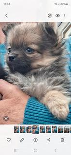 Hele mooie echte pomeriaanpups, Dieren en Toebehoren, Honden | Poolhonden, Keeshonden en Oertypen, 8 tot 15 weken, Meerdere, Meerdere dieren