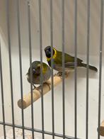 Cubavinken, Dieren en Toebehoren, Vogels | Overige Vogels, Meerdere dieren, Tropenvogel, Geringd