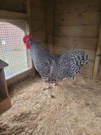Noord-Hollandse Blauwe Haan, Dieren en Toebehoren, Mannelijk, Kip