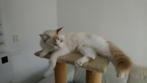Kittens van een Ragdoll mama, Dieren en Toebehoren, Katten en Kittens | Overige Katten, Kater, 0 tot 2 jaar