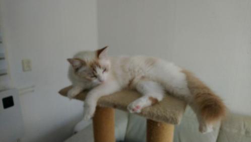 Kittens van een Ragdoll mama, Dieren en Toebehoren, Katten en Kittens | Overige Katten, Kater, 0 tot 2 jaar