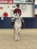 Lieve en talentvolle E-pony ruin (1,51 m), Dieren en Toebehoren, Pony's, Ruin, L, Recreatiepony, Gechipt