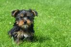 Yorkshire terrier pup kleine taille, Yorkshire Terriër, Rabiës (hondsdolheid), 15 weken tot 1 jaar, Reu
