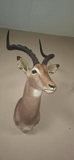 Opgezette Impala Kop, Huis en Inrichting, Ophalen, Gebruikt