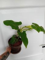 Philodendron, Overige soorten, Minder dan 100 cm, Ophalen of Verzenden, Halfschaduw