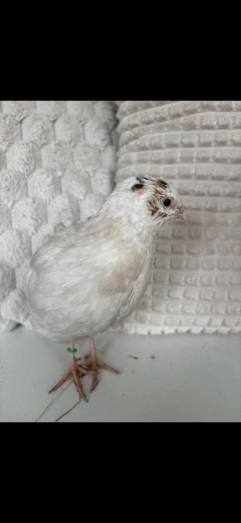 Mooie tamme kwartel hen te koop., Dieren en Toebehoren, Vogels | Overige Vogels, Vrouwelijk