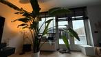 Super Mooie Grote Strelitzia Nicolai - 260cm, Ophalen, 200 cm of meer, Overige soorten, Halfschaduw