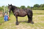 Fell pony merrie, Dieren en Toebehoren, Pony's, Merrie, Recreatiepony, Met stamboom