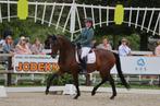 LT schoolmaster drachtig van Scaramouche, Dieren en Toebehoren, Paarden, Merrie, ZZ, Gechipt, Dressuurpaard