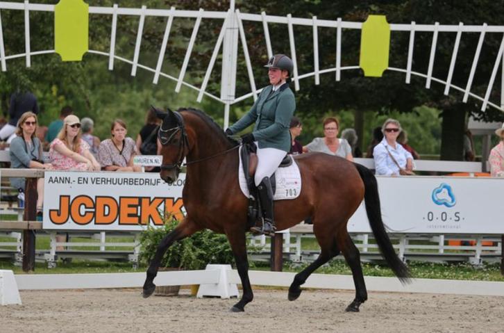 LT schoolmaster drachtig van Scaramouche, Dieren en Toebehoren, Paarden, Merrie, ZZ, 165 tot 170 cm, 11 jaar of ouder, Dressuurpaard