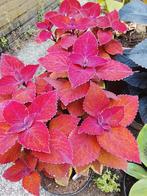 Siernetel, Tuin en Terras, Planten | Tuinplanten, Verzenden, Zomer, Volle zon