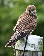 Biologische Antifouling Vervanger - Melkfett, Watersport en Boten, Ophalen of Verzenden, Nieuw, Onderhoud en Reparatie
